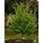 CARPINUS CAR BLUE BEECH #20