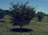 CARPINUS CAR BLUE BEECH 1.75"BB