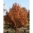 CARPINUS CAR FIRE KING #20
