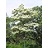 CATALPA SPECIOSA #20