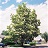 CATALPA SPECIOSA 2.5"BB