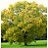 CELTIS OCC HACKBERRY #10