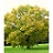 CELTIS OCC HACKBERRY 2"BB