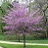 CERC CAN E REDBUD 1.75"BB MN STR