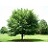 CLAD LUT AMERI YELLOWWOOD #10