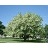 CLAD LUT AME YELLOWWOOD 2"BB