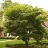 CORNUS ALT PAGODA #10 CLP