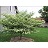 CORNUS ALT PAGODA #25TF