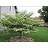 CORNUS ALT PAGODA 1.5"BB