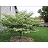 CORNUS ALT PAGODA 1.75"BB