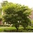 CORNUS ALT PAGODA 6'CLPBB