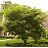 CORNUS ATL PAGODA 8'CLPBB