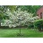 CRATA THORNLESS HAWTHORN #10