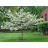 CRATA THORNLESS HAWTHORN 2"BB