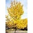 GINKGO BIL AUTUMN GOLD #20
