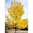 GINKGO BIL AUTUMN GOLD 2"BB