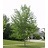 GINKGO BIL GOLDSPIRE #20