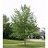 GINKGO BIL MAGYAR 2"BB