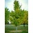 GINKGO BIL PRINCETON SENTRY #20
