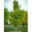 GINKGO PRINCETON SENTRY 2"BB