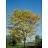 GLEDI NORTHERN ACCLAIM2.5"BB