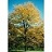 GLEDI TRI SKYLINE HONEY 2"BB