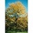 GLEDI TRI SKYLINE HONEY 2.5"BB