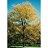 GLEDI TRI SKYLINE HONEY 3"BB