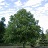 JUGL NIG BLACK WALNUT #3 EC