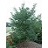 MAACKIA AMURENSIS 2"BB