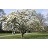 MAGNOLIA X ANN #10 TF