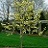 MAGNOLIA BUTTERFLIES #20TF STG25