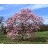MAGNOLIA LOE LEONARD MSL #10 CLP