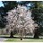 MAGNOLIA LOE MERRILL #20 CLP