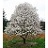 MAGNOLIA ROYAL STAR #10 TF