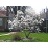 MAGNOLIA ROYAL STAR #10 CLP