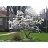 MAGNOLIA ROYAL STAR 5'CLPBB