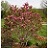 MAGNOLIA SUSAN #5 CLP