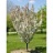 MALUS ADIRONDACK CRAB 1.75"BB
