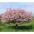 MALUS CORALBURST CRAB 1.75"BB