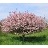 MALUS CORALBURST CRAB 2"/36"HDBB