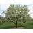 MALUS DOLGO CRAB #5 EC