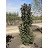 MALUS EMERALD SPIRE CRAB 2"BB
