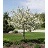 MALUS SAR FIREBIRD CRAB #20