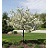 MALUS SAR FIREBIRD CRAB 1.75"BB