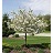 MALUS SAR FIREBIRD CRAB 2"BB