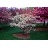 MALUS GLADIATOR CRAB 2"BB FE