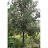 MALUS HARALSON APPLE 2"BB