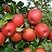 MALUS HONEYCRISP APPLE 1.75"BB