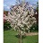 MALUS PINK SPARKLES CRAB 1.75"BB